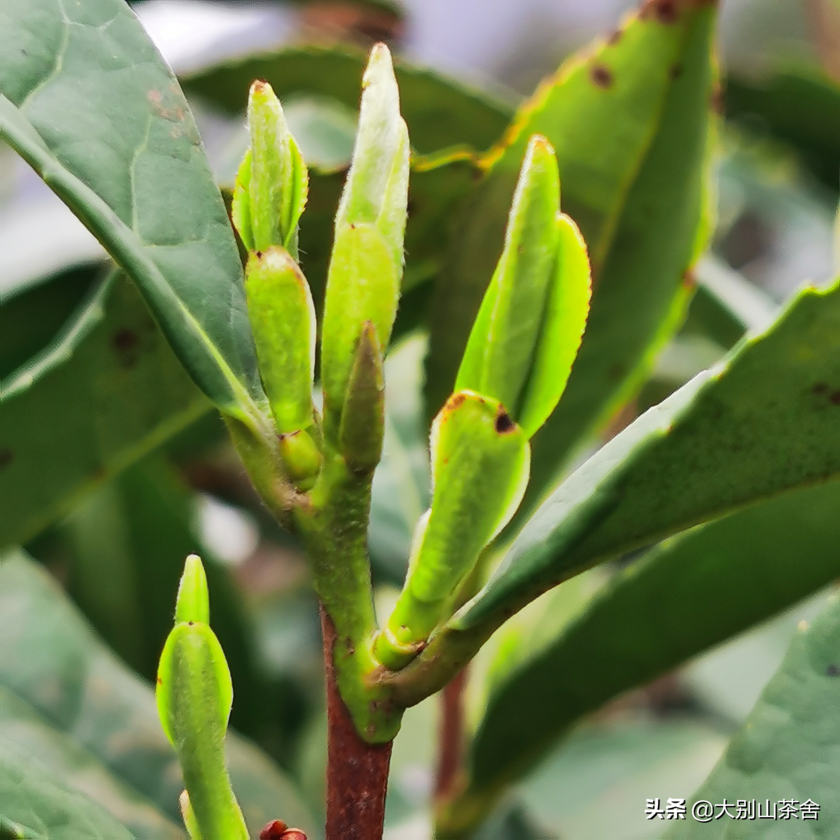 大别山采茶日记，茶季总结：茶歇犹依依，回首数峰青