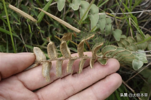 敗毒草,見過嗎?解毒,燥溼止癢,主風毒瘡癢,溼疹