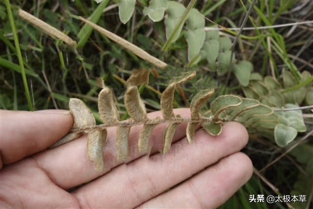 解毒,燥湿止痒,主风毒疮痒,湿疹