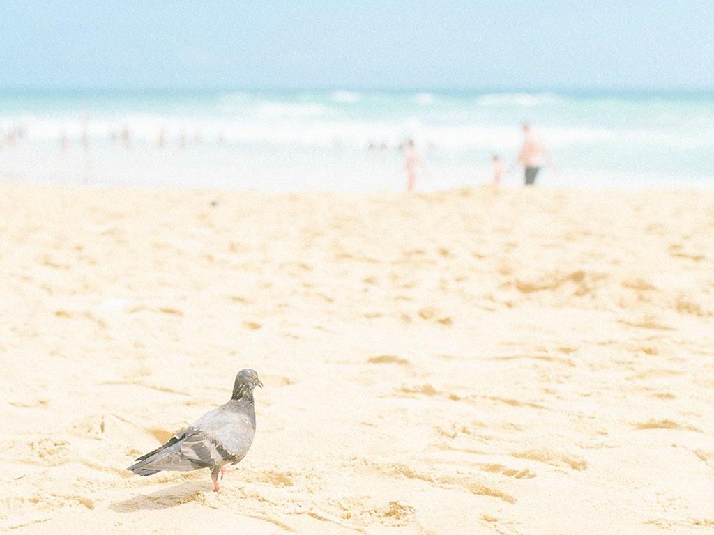 新高考版语文（64篇） 考点精练 默写