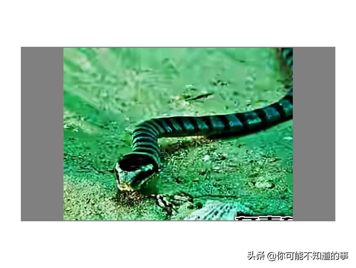 世界上最危险的海洋生物 探索神秘海洋十大最危险生物
