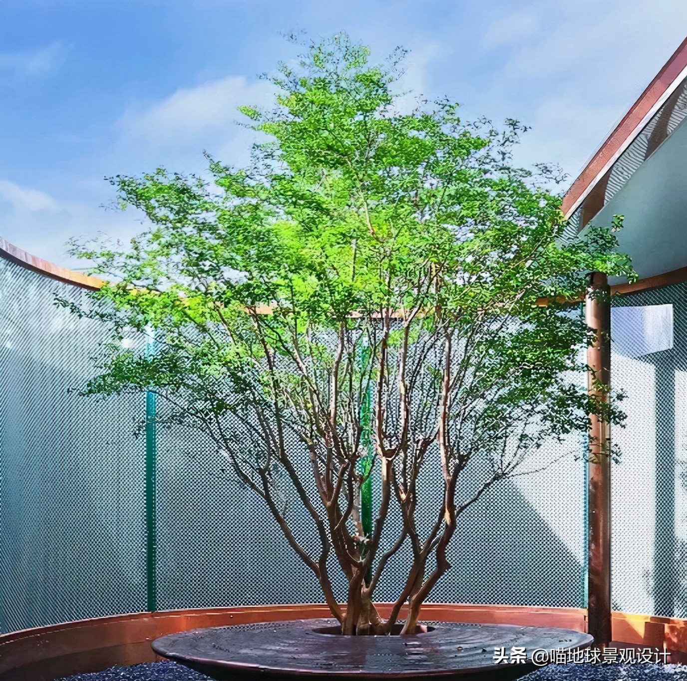 16种适合庭院种植的小乔木(16种适合庭院种植的小乔木盆栽) - 趣味