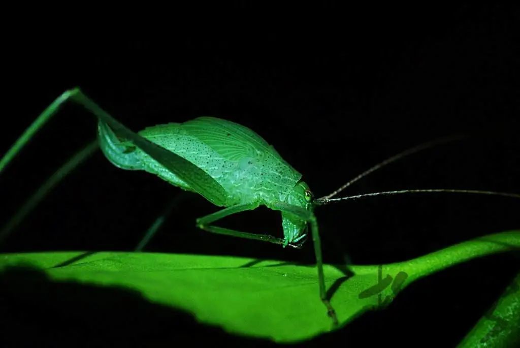 古诗里的小昆虫:《诗经》里的"螽斯"是一种怎样的草虫?