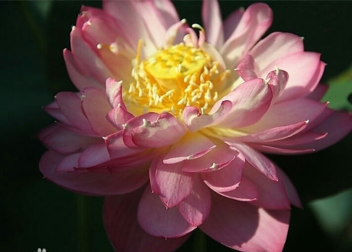 富贵莲:养一盆花香四溢的富贵莲,代表着富贵与吉祥