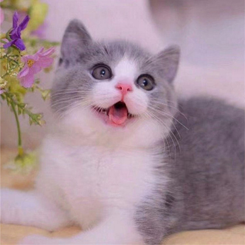 英短蓝白猫自我介绍(下)
