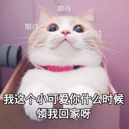 猫咪表情包我这个小可爱你什么时候领我回家呀