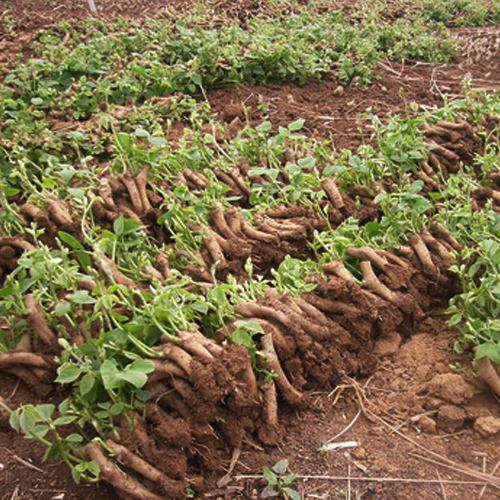 新特种植菜粉葛:可提取优质"长寿粉",价格高昂一直是&quot