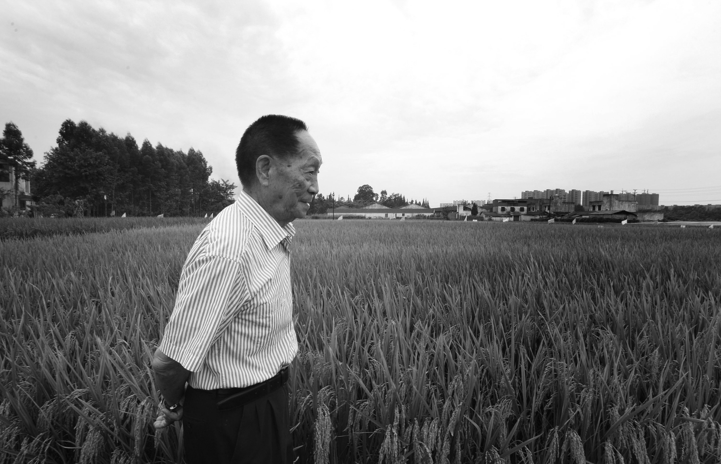 梦车失联忆袁隆平：科技之光永不熄灭