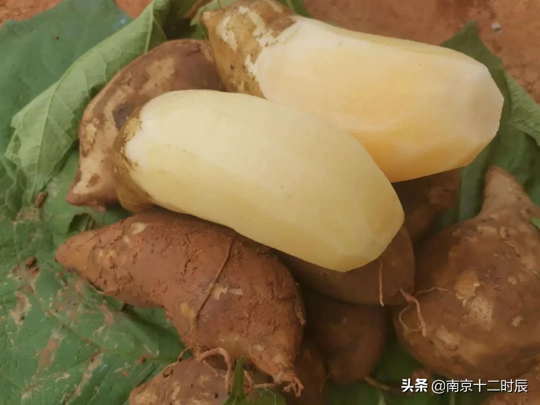 雪莲果哪儿产的最好吃（揭秘脆甜多汁的雪莲果原产地）