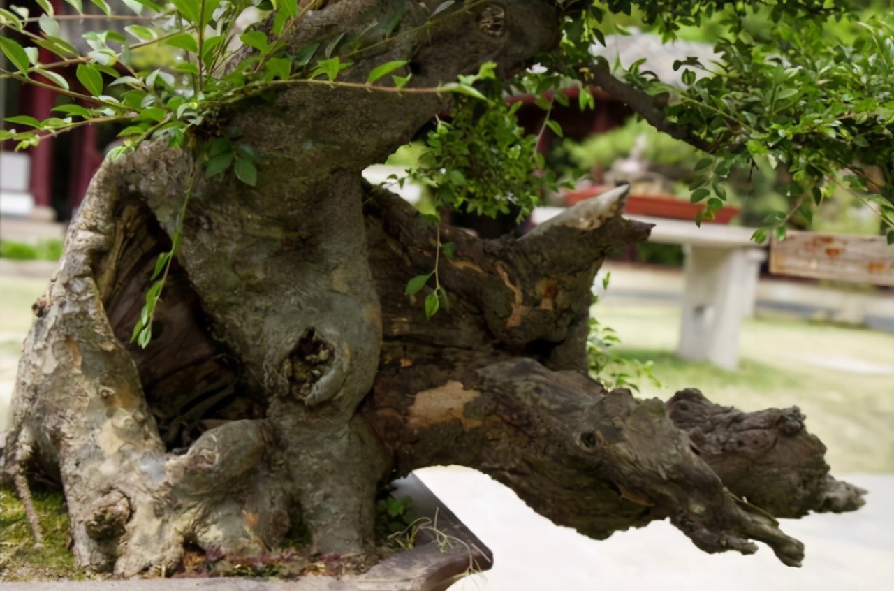 一根枯朽木,一盆素沙土,等上三年五载,脱胎换骨成盆景