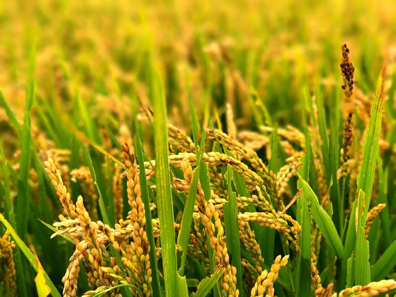最早种植水稻的国家（世界农业之最早种植水稻知识点分享）