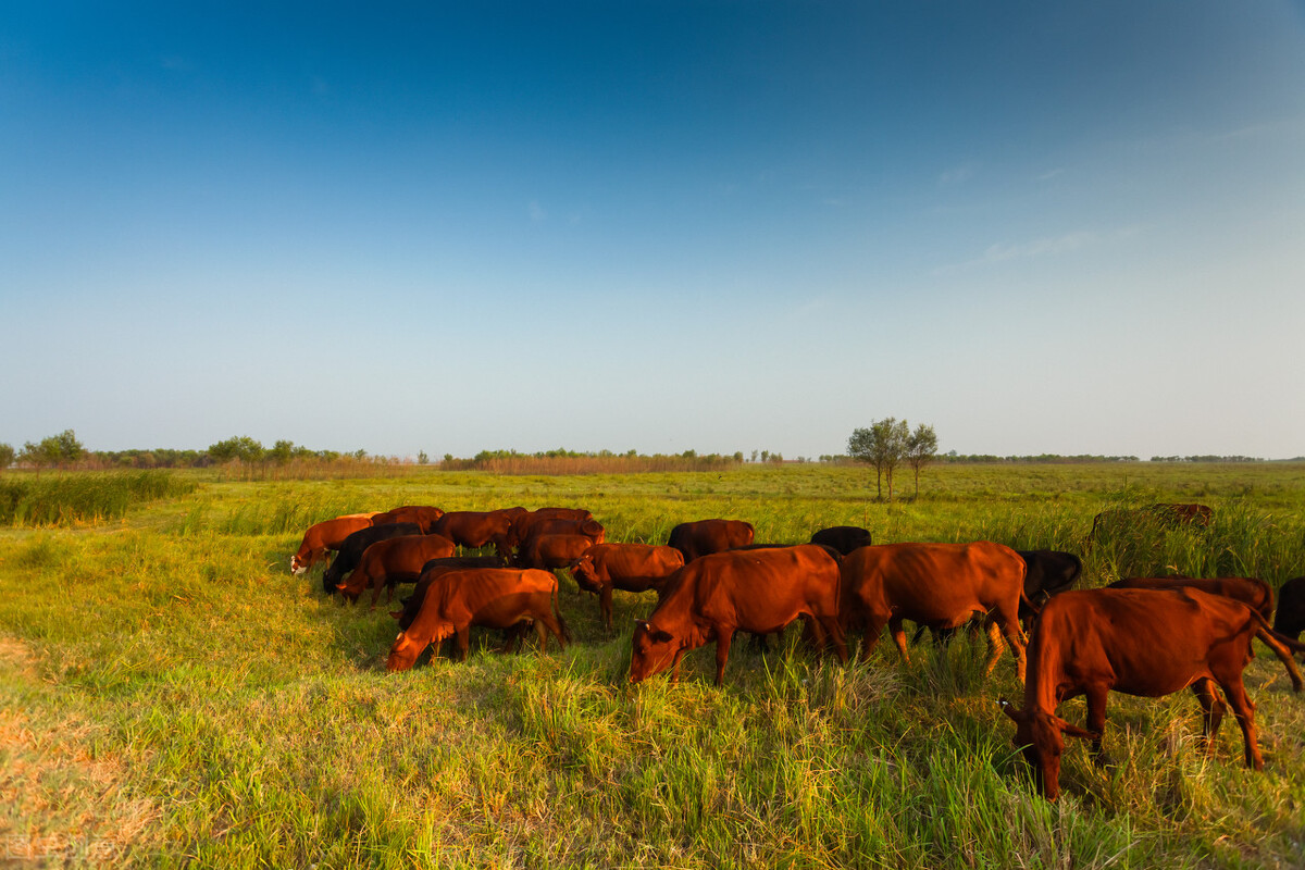 中国本地黄牛品种超过40种,其中5种名气大