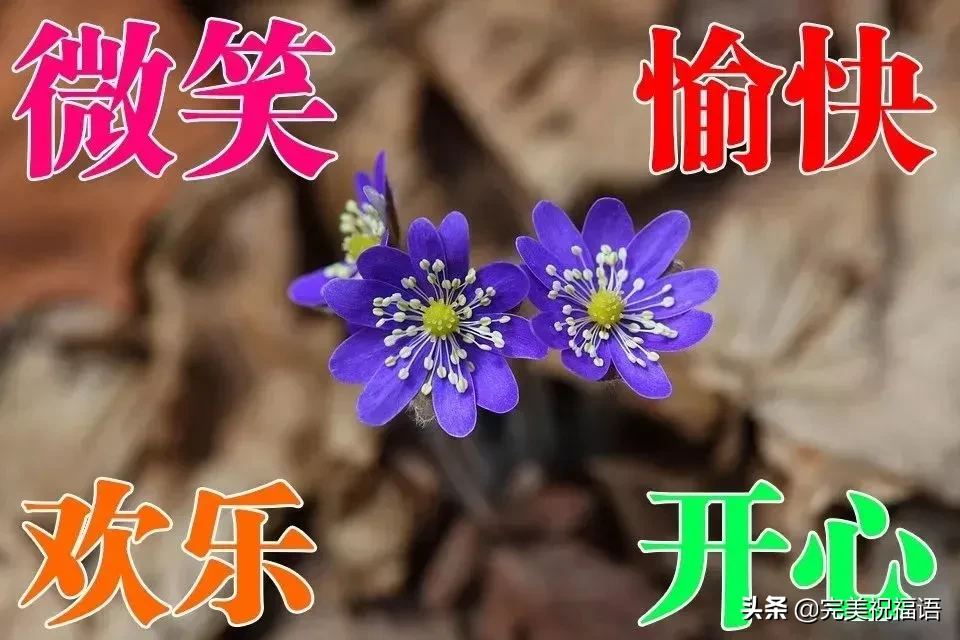 描写向日葵的句子（描写向日葵的优美语句） 第7张