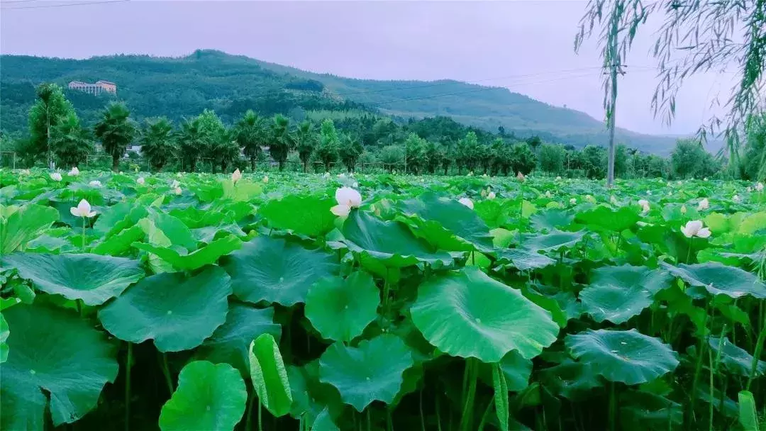 盈盈芙蕖水中开，菡萏尽放，千娇百媚~与君共赏这一池荷香