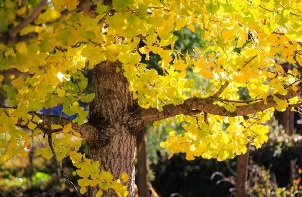 银杏黄了！重庆主城赏银杏好去处大盘点！公交轻轨直达