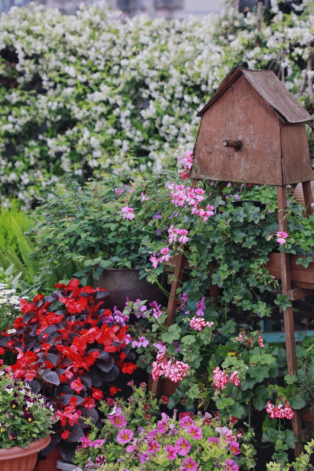 海妈花园访问｜想种花没地方？重庆小学老师在学校楼顶造了座花园