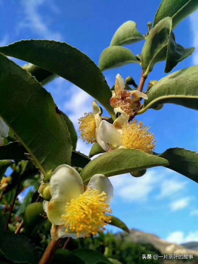 雪片单丛茶,这是一年中香气最高的茶叶