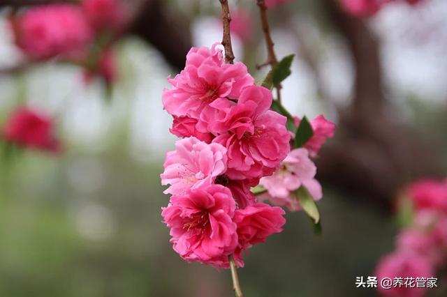 桃花的资料（带你一起去了解桃花的两系五类）