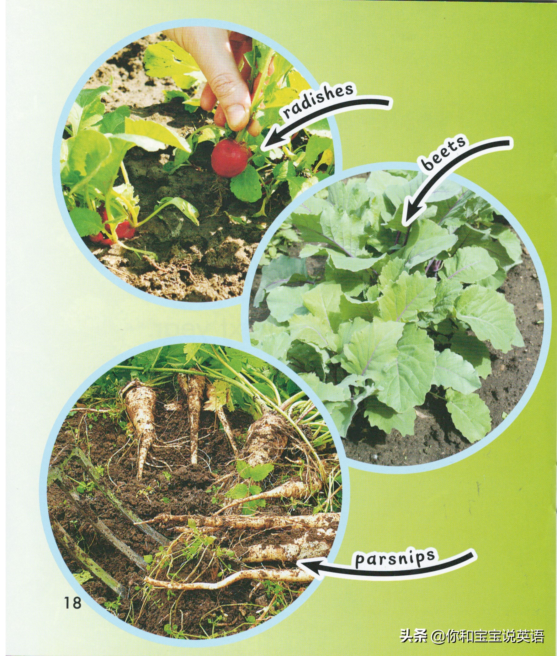 underground其他长在地下的食物radishes 萝卜beets 甜菜parsnips