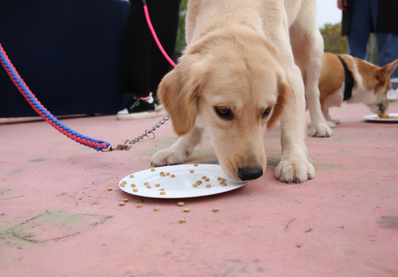 狗狗呕吐不要慌，6种情况与处理