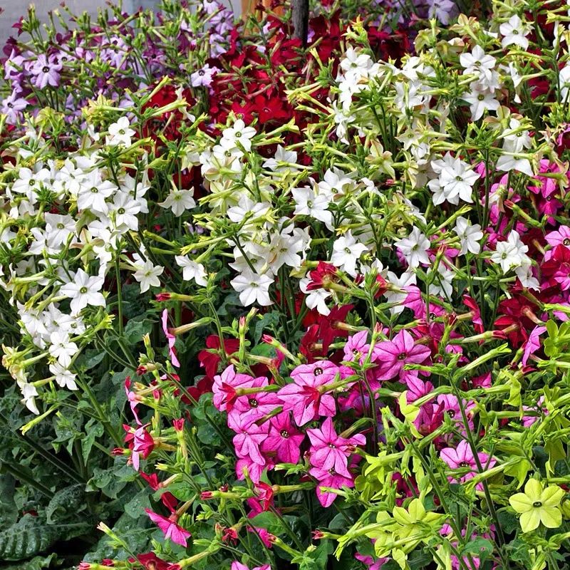 花烟草又叫大花烟草,烟草花,美花烟草等,是茄科烟草属多年生草本花卉