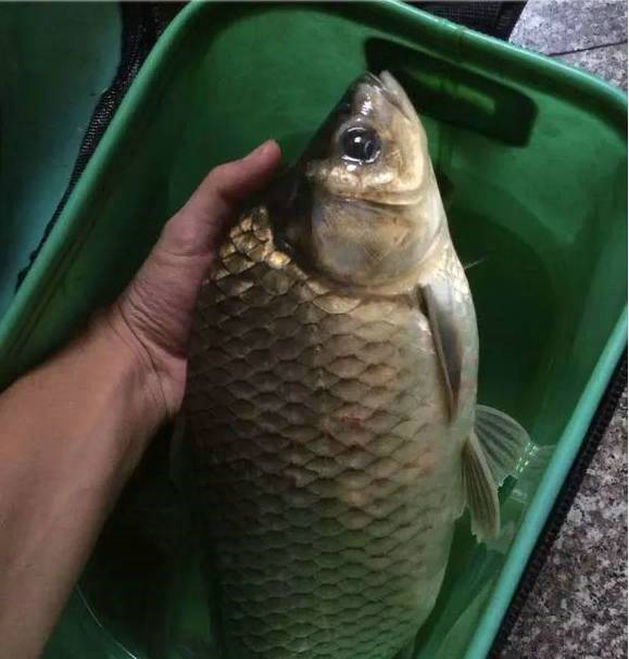 江苏河道现罕见巨型鲫鱼,这鱼并不好吃?