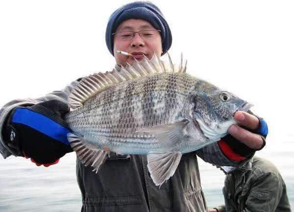 黑鲷鱼怎么做好吃（舌尖上的美食清炖黑鲷鱼）