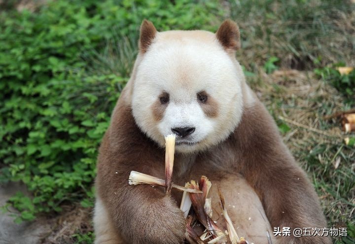 中国有两种大熊猫吗？不，没有