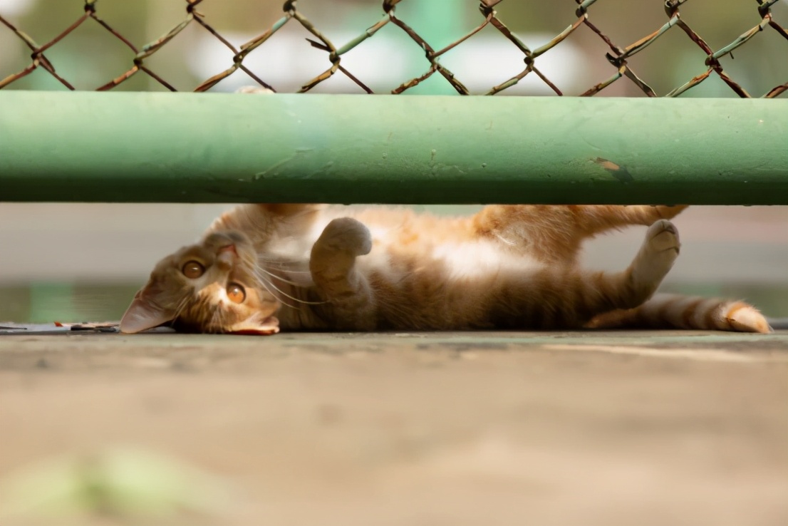 高清大图惊艳来袭！或许，“她”就是南京大学最美校花！