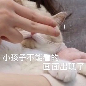 猫咪表情包合集｜老子可爱吗？