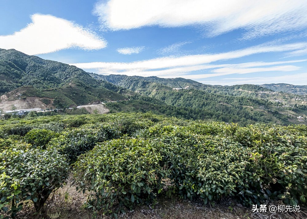 誰是真正的“茶王”？2021中國茶葉品牌排名公布：冠軍價值16.8億