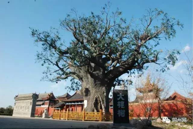 问祖寻根记