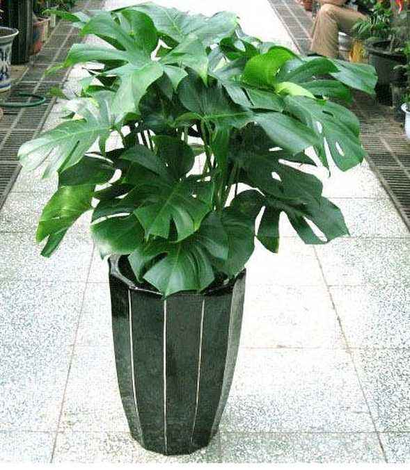 朋友搬家送几盆花合适（亲戚搬新家送什么花好）