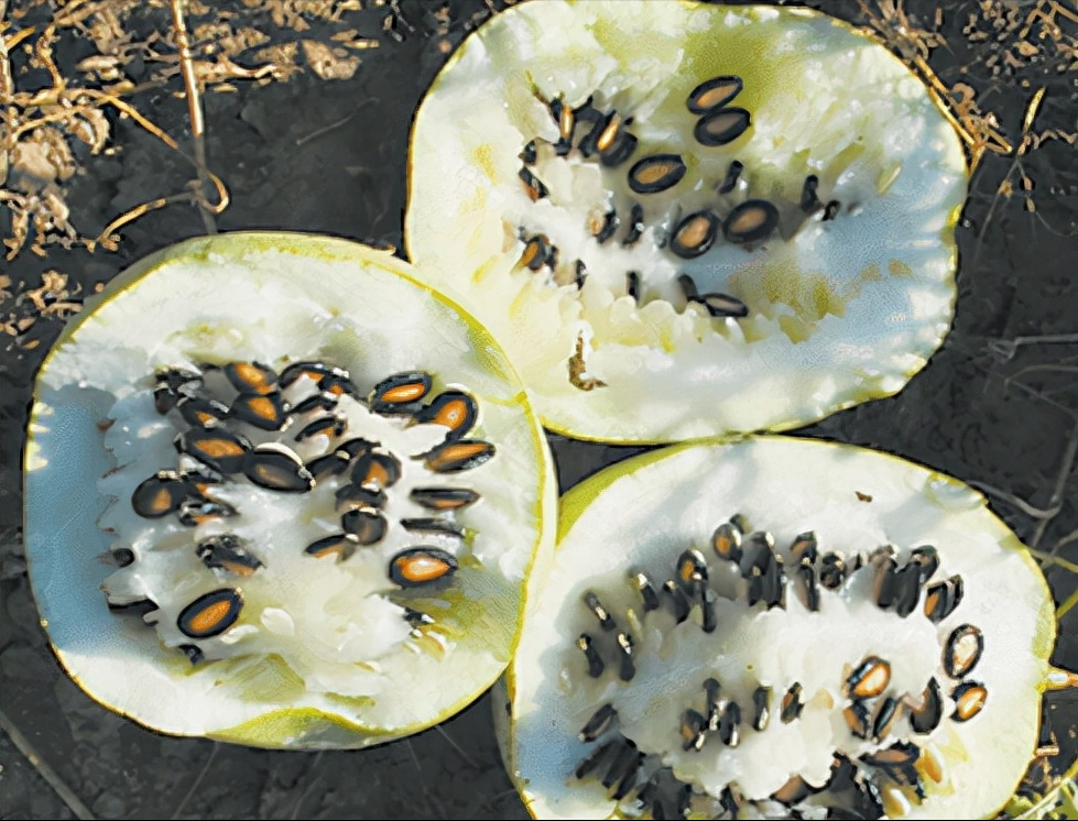 吊瓜子是什么瓜(嗑瓜子) - 百百科