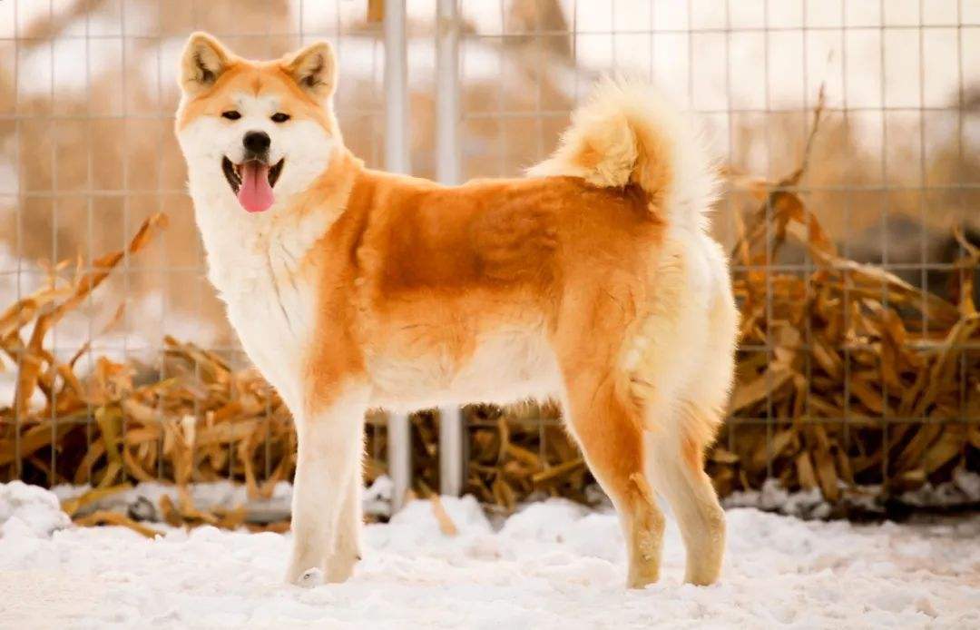 秋田犬外型性格特征,饲养优缺点及市场价格介绍