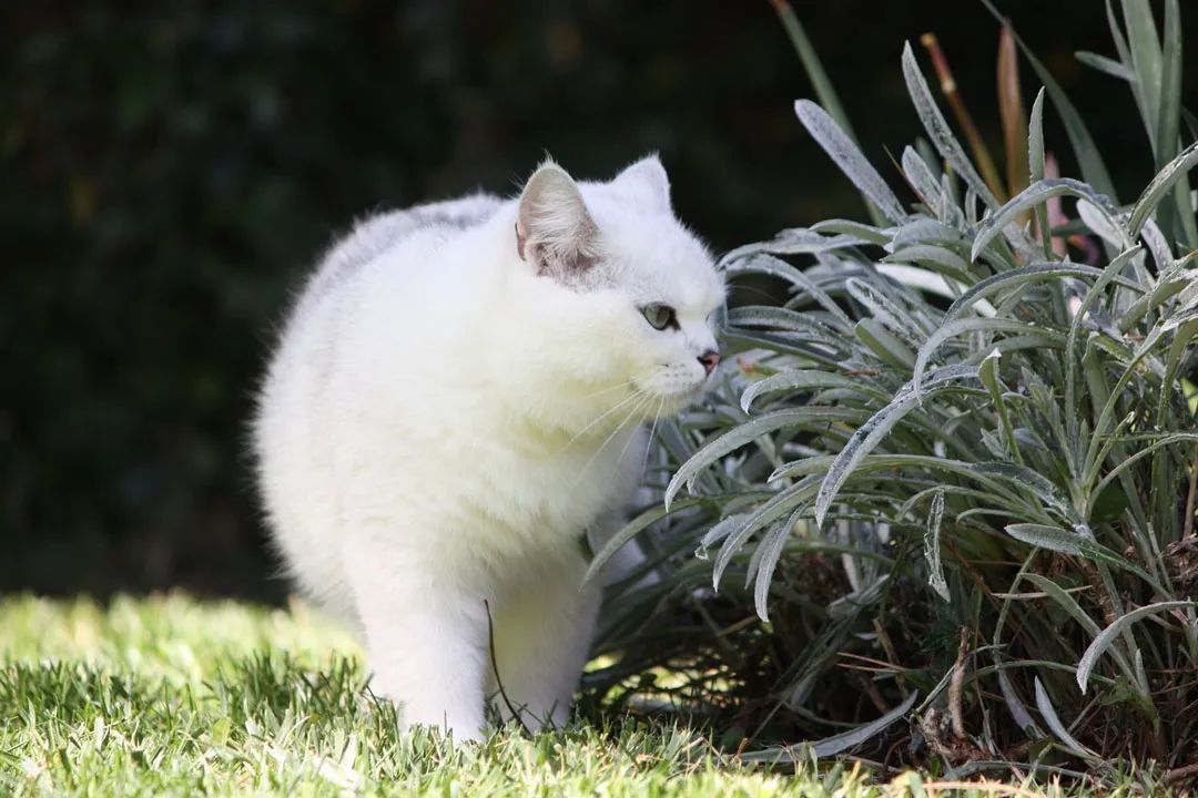 英国短毛猫丨银渐层