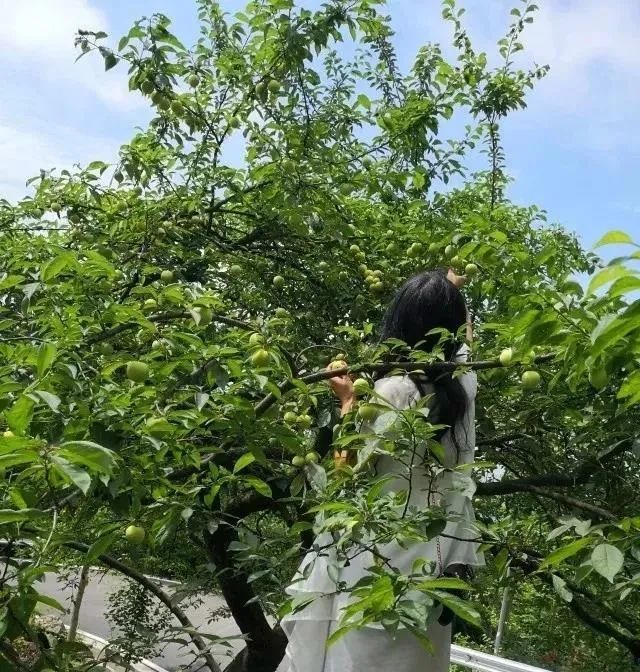 夏日炎炎，有“李”超甜！汶川青脆李陆续上市，等你来摘