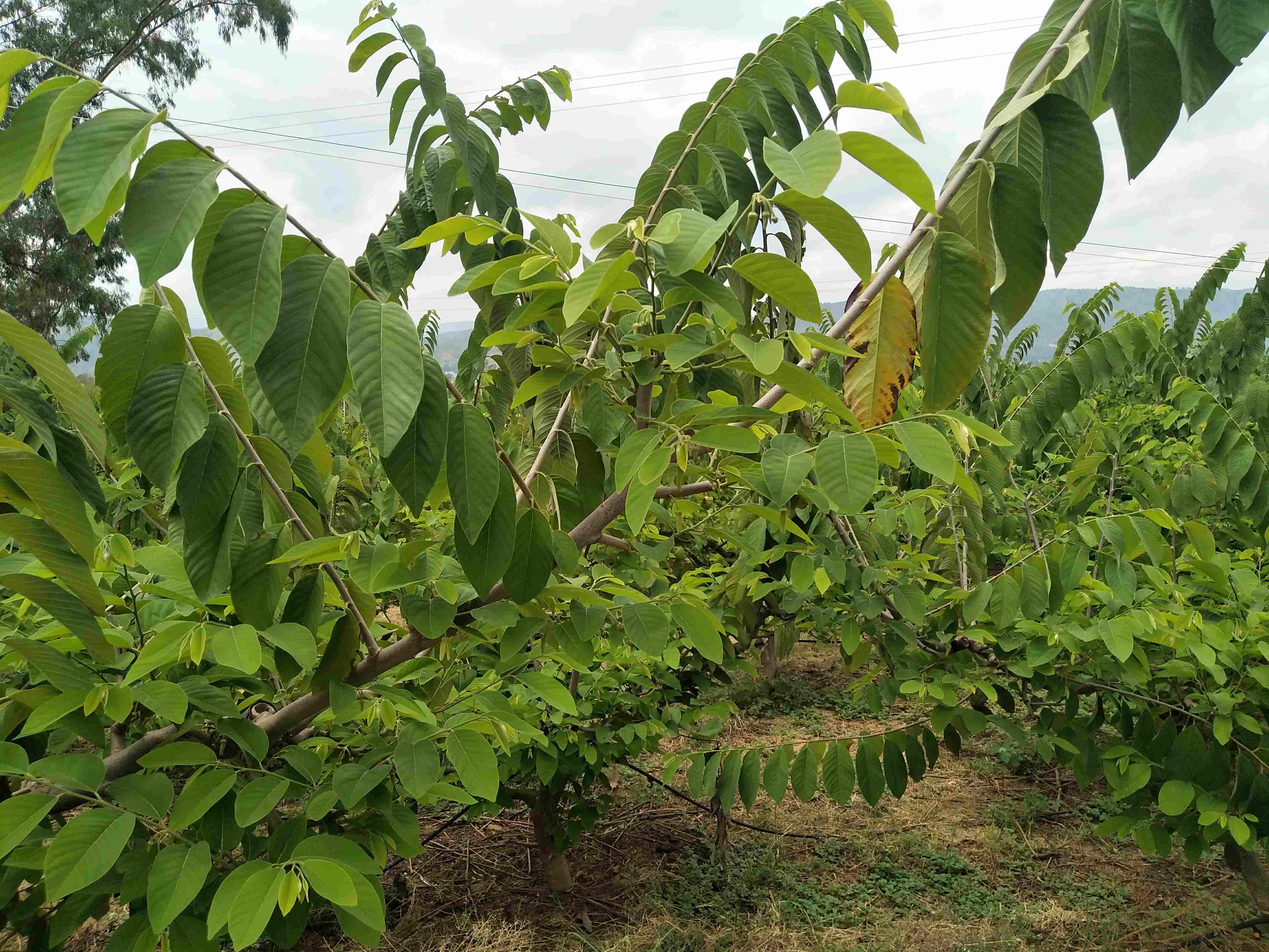 释迦果树种植方法(释迦果的种植技术中这几点是必备常识)