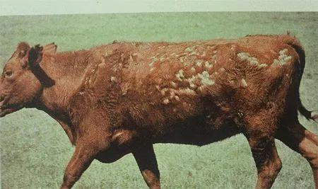 牛体内有虫的症状图片图片