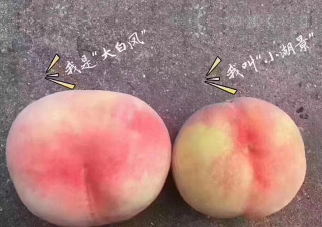 最近的水蜜桃，到底有多好吃？