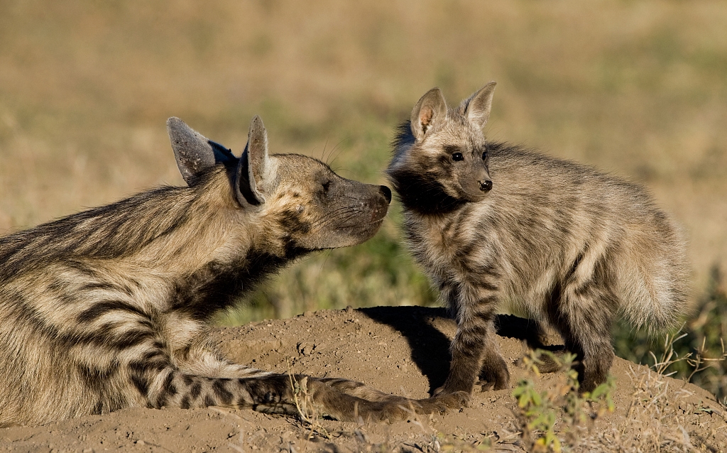 物种百科：条纹鬣狗
