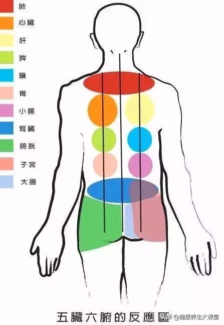 背上刮痧器官对应图图片