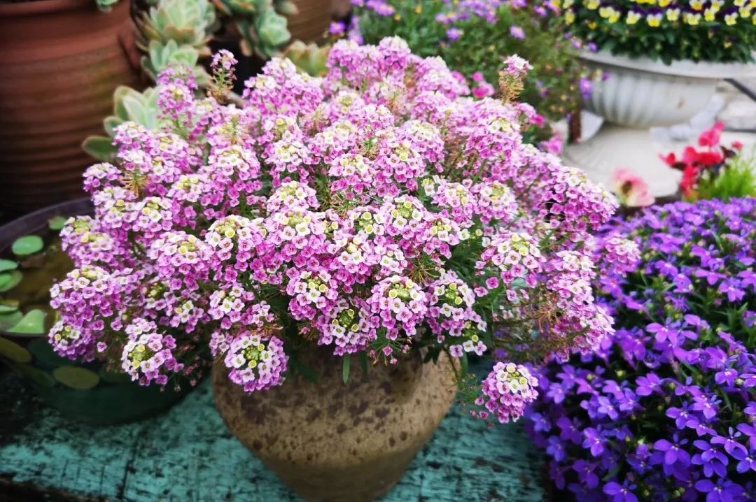 海妈花园访问｜想种花没地方？重庆小学老师在学校楼顶造了座花园