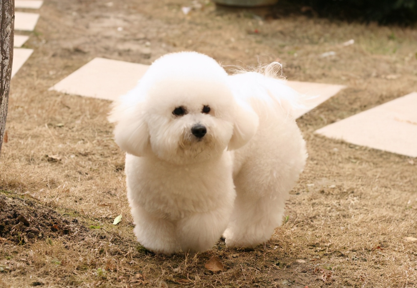 泰迪犬和比熊犬：如何区分“撞脸”的狗狗