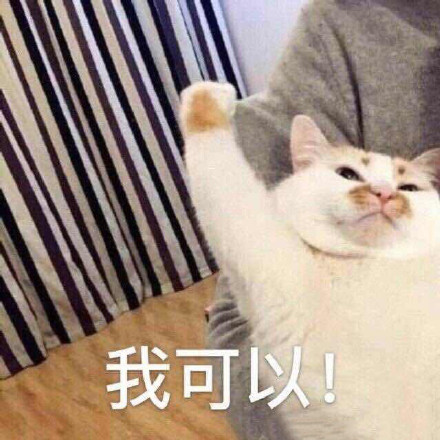 猫咪表情包合集｜大声点，我近视