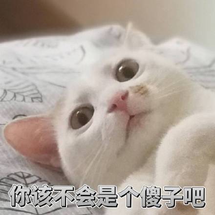 猫咪表情包合集｜你都没有胸，凶什么凶