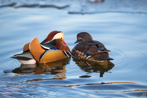 有人送了我一只鹌鹑,该养吗?资深鸟类作者:有些鸟注定属于自然