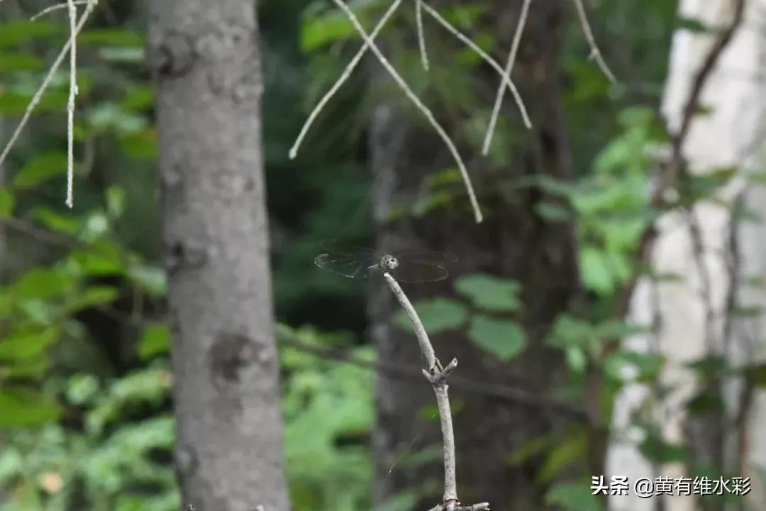 用一杯咖啡的时间，领悟自然之美