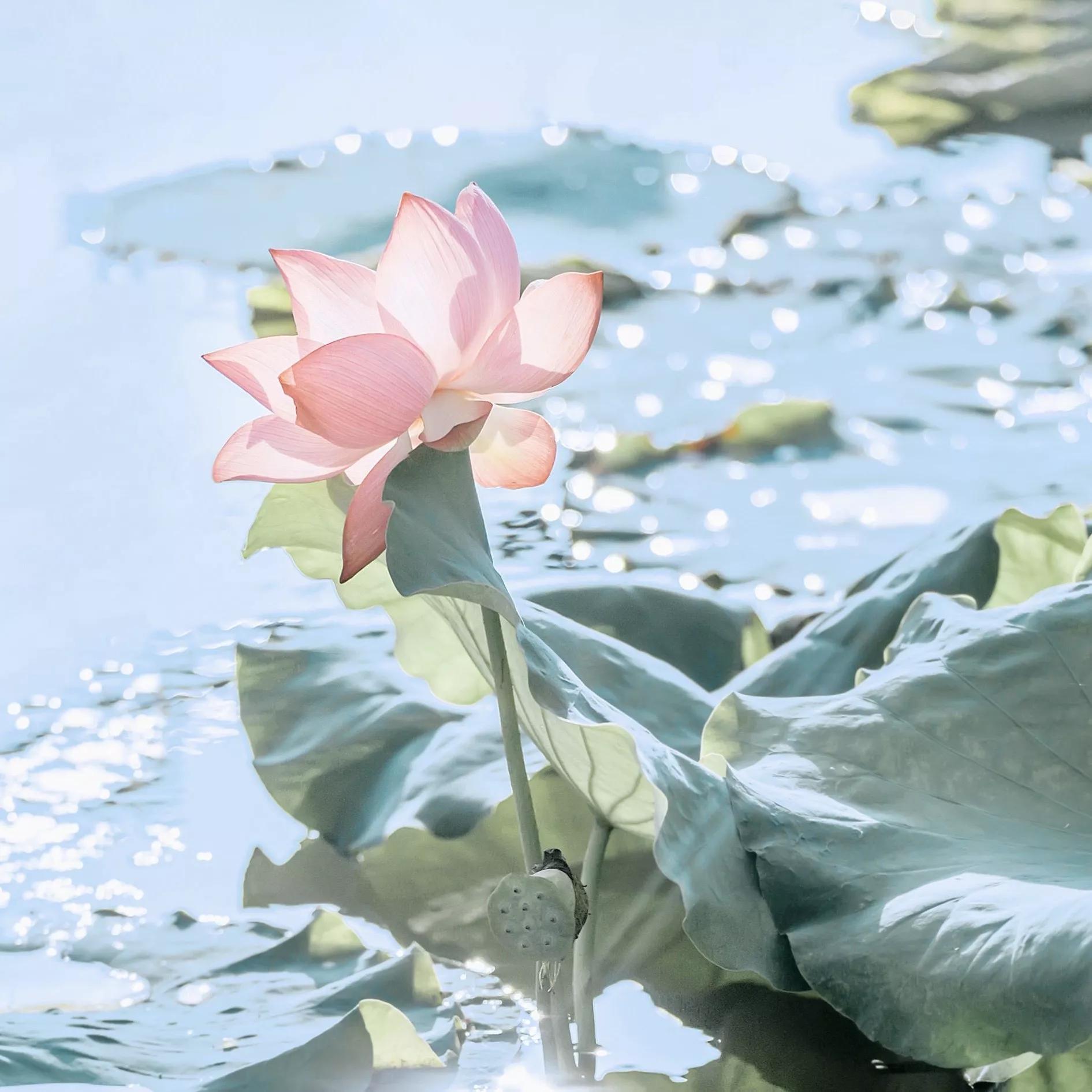 三十条诗情画意,满满都是惊艳的诗词,快来看看有没有喜欢的吧