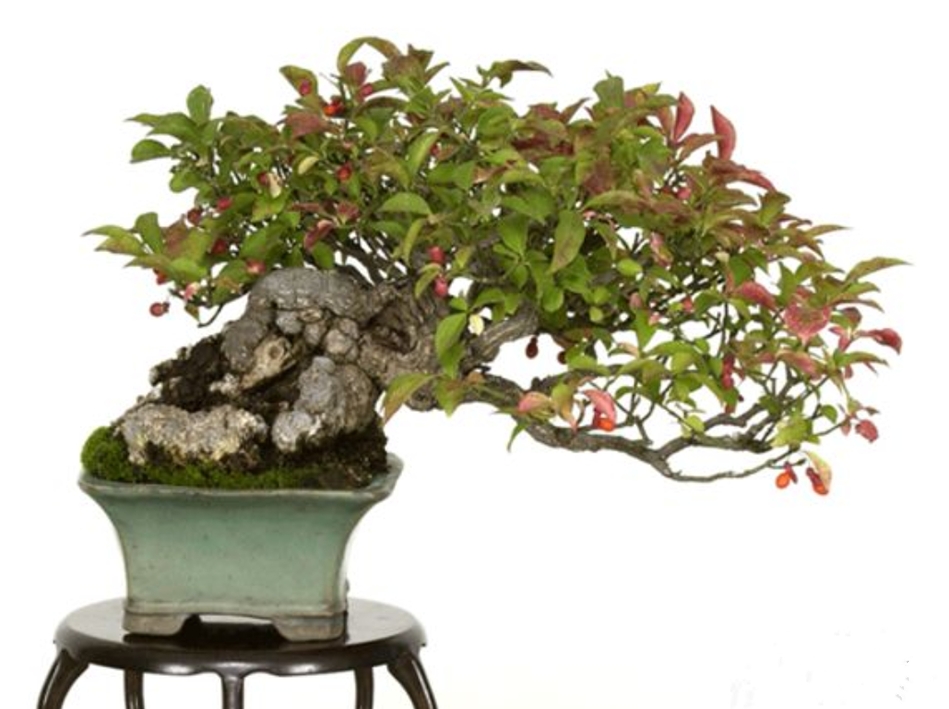 卫矛盆景的造型与养护,秋季叶,果红艳,冬季枝翅奇特